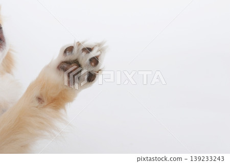 Close-up of a white paw pad: Natural dog paw Close-up of a white paw pad: Natural dog paw 139233243