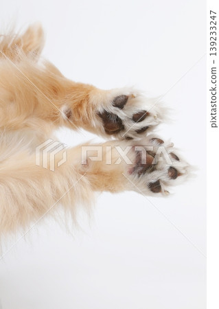 Crossed dog paws, cute paw pads close up Crossed dog paws, cute paw pads close up 139233247