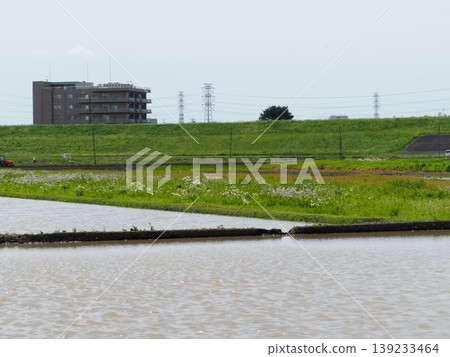 Rice paddies filled with water, plowing in full swing, a quintessential scene of rice planting. Rice paddies filled with water, plowing in full swing, a quintessential scene of rice planting. 139233464
