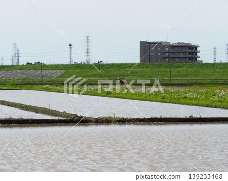 Rice paddies filled with water, plowing in full swing, a quintessential scene of rice planting. 139233468
