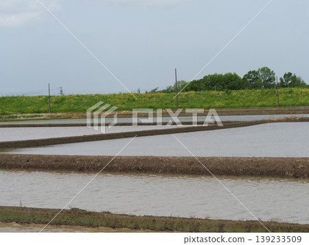 Rice paddies filled with water, plowing in full swing, a quintessential scene of rice planting. Rice paddies filled with water, plowing in full swing, a quintessential scene of rice planting. 139233509