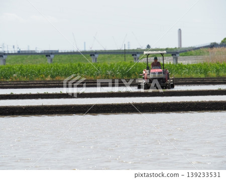 Rice paddies filled with water, plowing in full swing, a quintessential scene of rice planting. Rice paddies filled with water, plowing in full swing, a quintessential scene of rice planting. 139233531