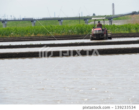 Rice paddies filled with water, plowing in full swing, a quintessential scene of rice planting. Rice paddies filled with water, plowing in full swing, a quintessential scene of rice planting. 139233534
