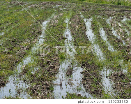 Rice paddies before plowing; preparations for rice planting; a spring tradition; copy space Rice paddies before plowing; preparations for rice planting; a spring tradition; copy space 139233580