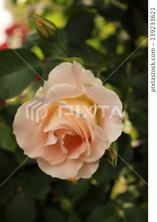 美麗的粉紅色玫瑰,沾滿了水, 美麗的粉紅色玫瑰,沾滿了水, 139233621