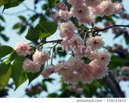 雙櫻花 雙櫻花 139233653