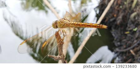 Orange Dragonfly on a Branch with Still Water in the Background Orange Dragonfly on a Branch with Still Water in the Background 139233680