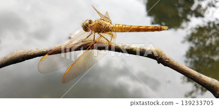 Orange Dragonfly on a Branch with Still Water in the Background Orange Dragonfly on a Branch with Still Water in the Background 139233705