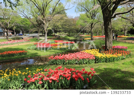 Tulip 139233733