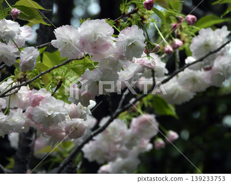 Double cherry blossoms 139233753