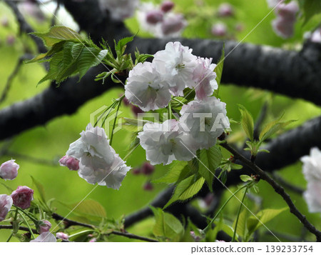 Double cherry blossoms 139233754