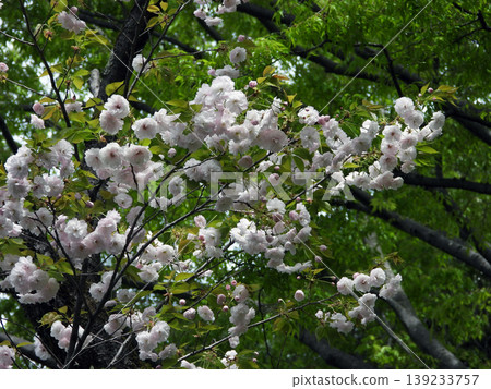 Double cherry blossoms 139233757