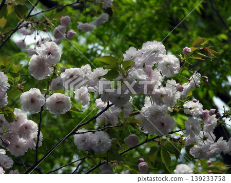 Double cherry blossoms 139233758