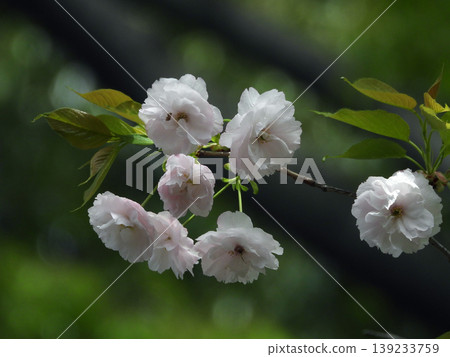 Yae Sakura 139233759