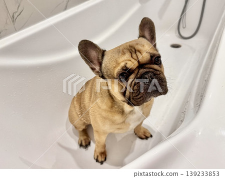 a French bulldog breed dog of fawn color dirty is in the bathroom to wash his paws after a walk a French bulldog breed dog of fawn color dirty is in the bathroom to wash his paws after a walk 139233853