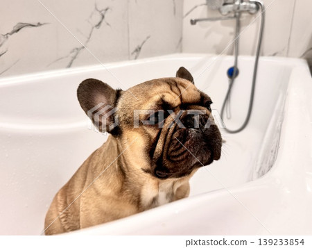 a French bulldog breed dog of fawn color dirty is in the bathroom to wash his paws after a walk a French bulldog breed dog of fawn color dirty is in the bathroom to wash his paws after a walk 139233854