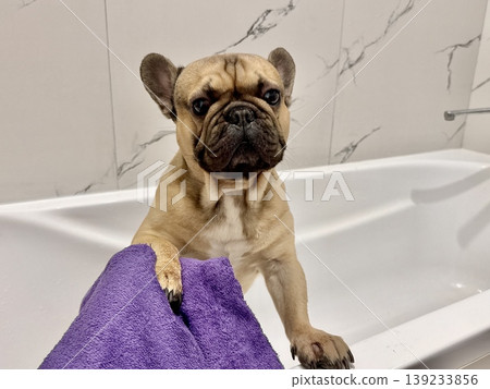 a French bulldog breed dog of fawn color dirty is in the bathroom to wash his paws after a walk 139233856