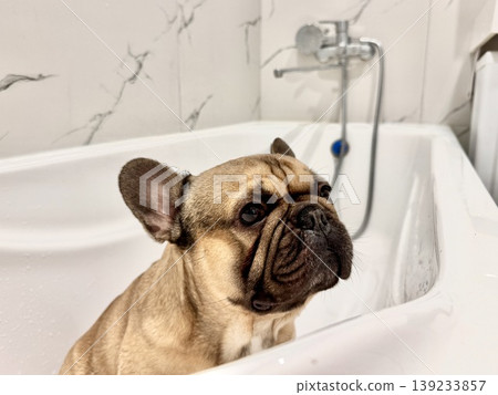 a French bulldog breed dog of fawn color dirty is in the bathroom to wash his paws after a walk a French bulldog breed dog of fawn color dirty is in the bathroom to wash his paws after a walk 139233857