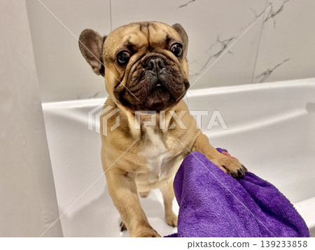 a French bulldog breed dog of fawn color dirty is in the bathroom to wash his paws after a walk 139233858