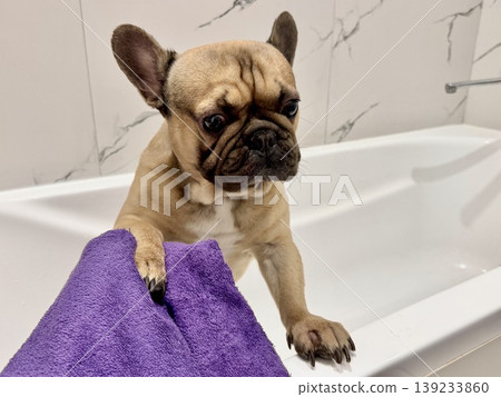 a French bulldog breed dog of fawn color dirty is in the bathroom to wash his paws after a walk a French bulldog breed dog of fawn color dirty is in the bathroom to wash his paws after a walk 139233860