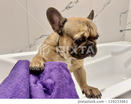 a French bulldog breed dog of fawn color dirty is in the bathroom to wash his paws after a walk a French bulldog breed dog of fawn color dirty is in the bathroom to wash his paws after a walk 139233861