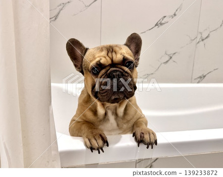 a French bulldog breed dog of fawn color dirty is in the bathroom to wash his paws after a walk a French bulldog breed dog of fawn color dirty is in the bathroom to wash his paws after a walk 139233872
