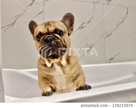 a French bulldog breed dog of fawn color dirty is in the bathroom to wash his paws after a walk a French bulldog breed dog of fawn color dirty is in the bathroom to wash his paws after a walk 139233874