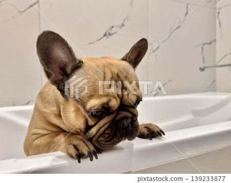 a French bulldog breed dog of fawn color dirty is in the bathroom to wash his paws after a walk a French bulldog breed dog of fawn color dirty is in the bathroom to wash his paws after a walk 139233877