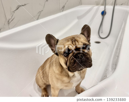 a French bulldog breed dog of fawn color dirty is in the bathroom to wash his paws after a walk a French bulldog breed dog of fawn color dirty is in the bathroom to wash his paws after a walk 139233880