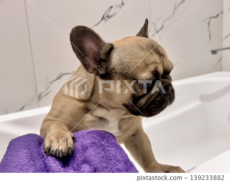 a French bulldog breed dog of fawn color dirty is in the bathroom to wash his paws after a walk a French bulldog breed dog of fawn color dirty is in the bathroom to wash his paws after a walk 139233882