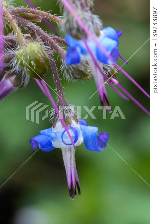Closeup on the blue flower of the Early-flowering borage, Trachystemon orientalis also commonly known as Abraham-Isaac-Jacob Closeup on the blue flower of the Early-flowering borage, Trachystemon orientalis also commonly known as Abraham-Isaac-Jacob 139233897