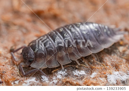 Close-up of a woodlouse on a textured surface, showcasing its segmented body and intricate details Close-up of a woodlouse on a textured surface, showcasing its segmented body and intricate details 139233905