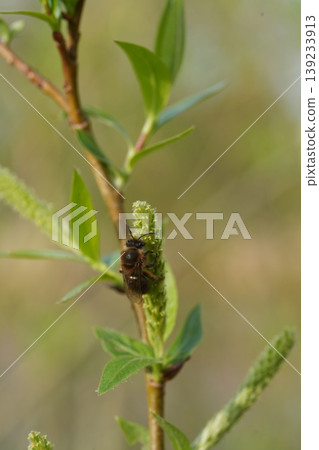 Closeup on a female spring mining or plasterer bee, Colletes cunicularius feeding on Willow catkins 139233913