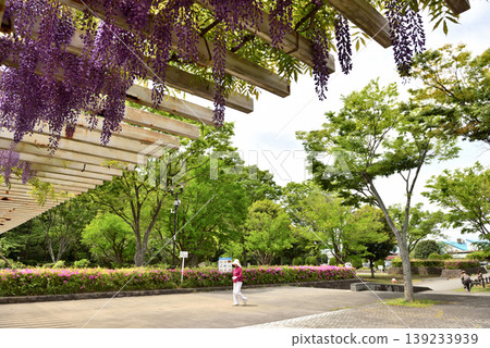 藤澤森林公園的富士花 藤澤森林公園的富士花 139233939