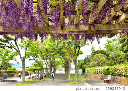 人們在藤澤森林公園的紫藤花架上漫步,欣賞盛開的紫藤花。 人們在藤澤森林公園的紫藤花架上漫步,欣賞盛開的紫藤花。 139233943