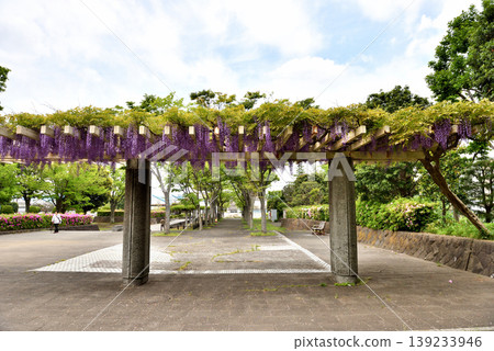 People strolling among wisteria blossoms blooming on the wisteria trellis in Fujisawa Shinrin Park. People strolling among wisteria blossoms blooming on the wisteria trellis in Fujisawa Shinrin Park. 139233946