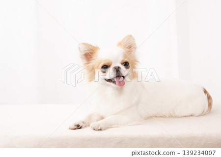 Simba the smiling Chihuahua 139234007
