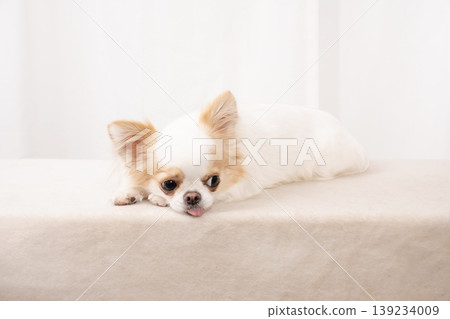 躺著的吉娃娃辛巴 139234009