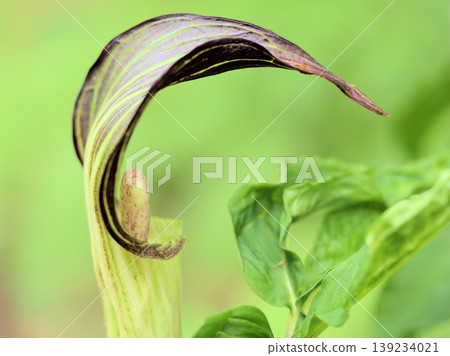The artistic flowers of Arisaema ashiuensis bloomed in April. The artistic flowers of Arisaema ashiuensis bloomed in April. 139234021