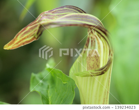 The artistic flowers of Arisaema ashiuensis bloomed in April. The artistic flowers of Arisaema ashiuensis bloomed in April. 139234023