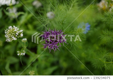 美麗的蔥屬植物 美麗的蔥屬植物 139234075