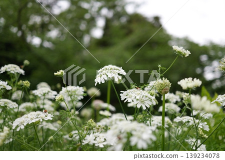 Orlea in full bloom 139234078