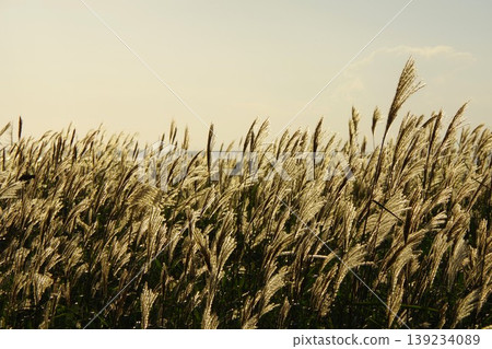 Pampas grass on the Notsuke Peninsula in Betsukai Town, Hokkaido 139234089