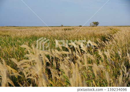 Pampas grass on the Notsuke Peninsula in Betsukai Town, Hokkaido 139234096