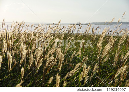 Pampas grass on the Notsuke Peninsula in Betsukai Town, Hokkaido Pampas grass on the Notsuke Peninsula in Betsukai Town, Hokkaido 139234097