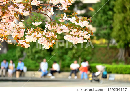 和田倉噴泉公園的重瓣櫻花盛開,人們坐在長椅上。 和田倉噴泉公園的重瓣櫻花盛開,人們坐在長椅上。 139234117
