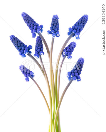 Muscari flower isolated on white background. Grape Hyacinth. Clipping path. Muscari flower isolated on white background. Grape Hyacinth. Clipping path. 139234140