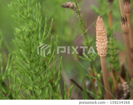 Horsetails, which appear in April and herald the arrival of spring Horsetails, which appear in April and herald the arrival of spring 139234168