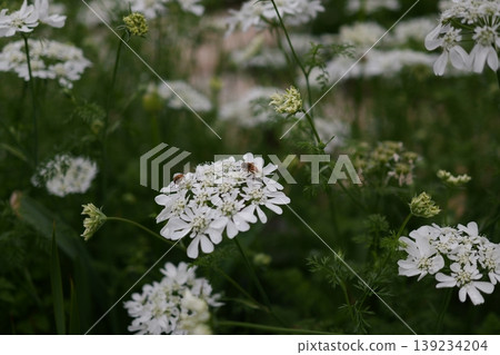 Insects resting on Orlaya 139234204