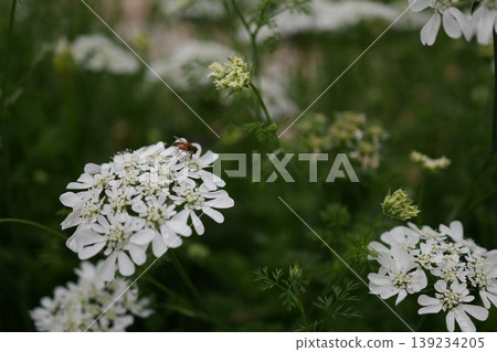 Insects resting on Orlaya 139234205